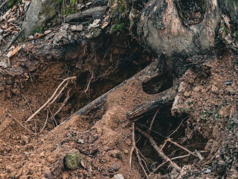 a large tree that is in the dirt